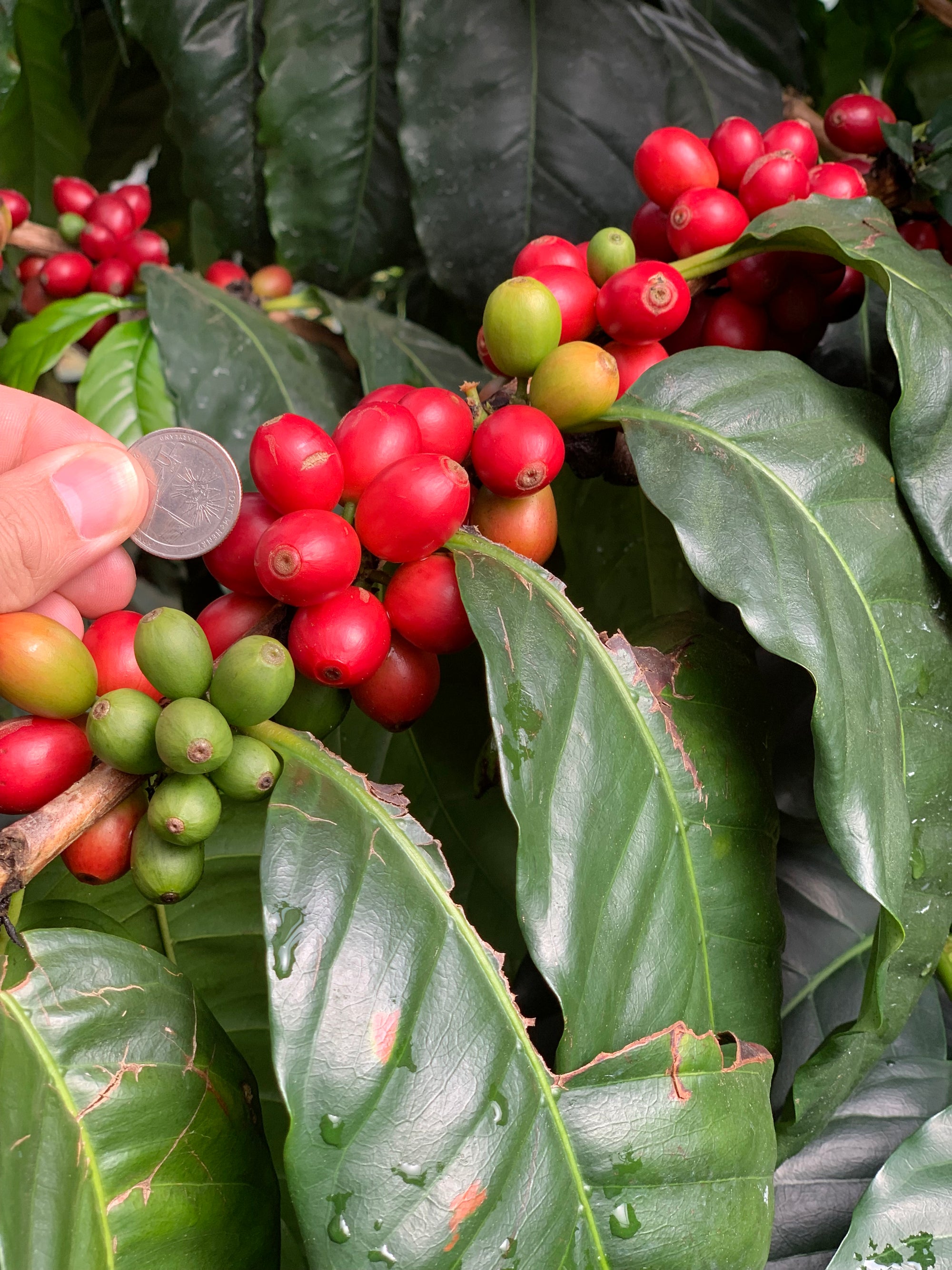 Colombia Sidra Carbonic Maceration Washed