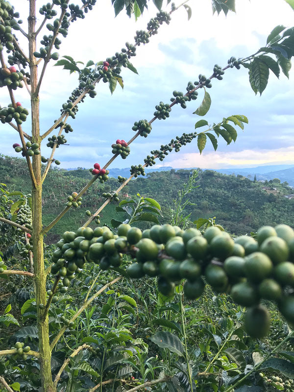 Organic Colombia Tolima Rio Blanco