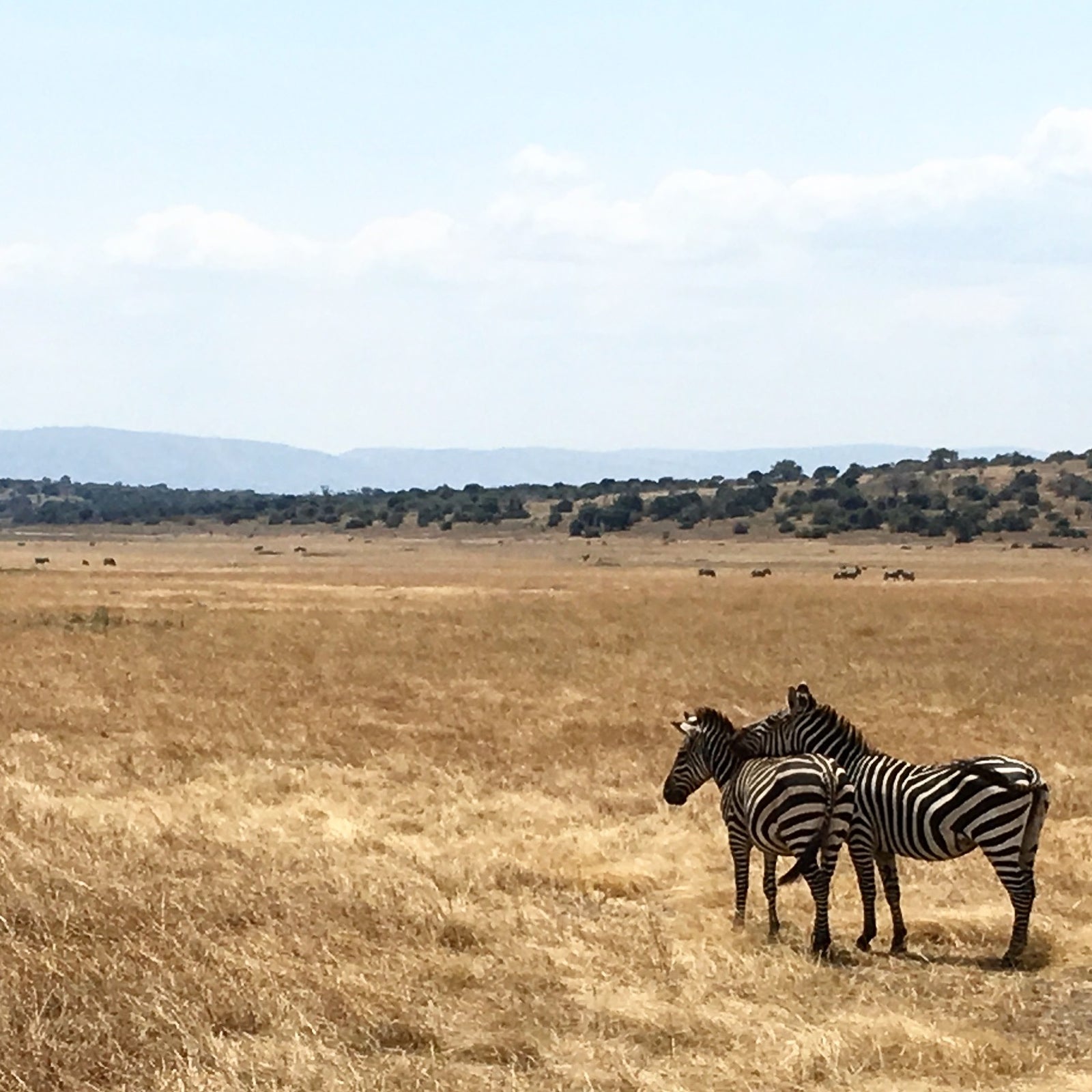 Kenya AA Small Lot Reserve